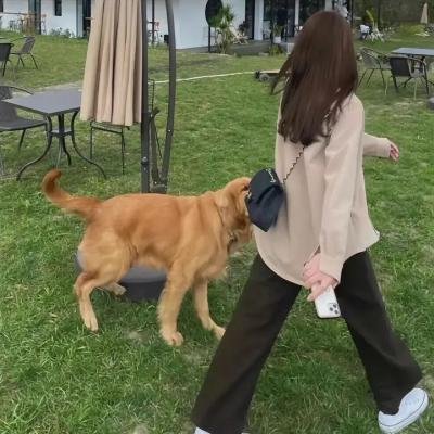 蓝蝶之谜